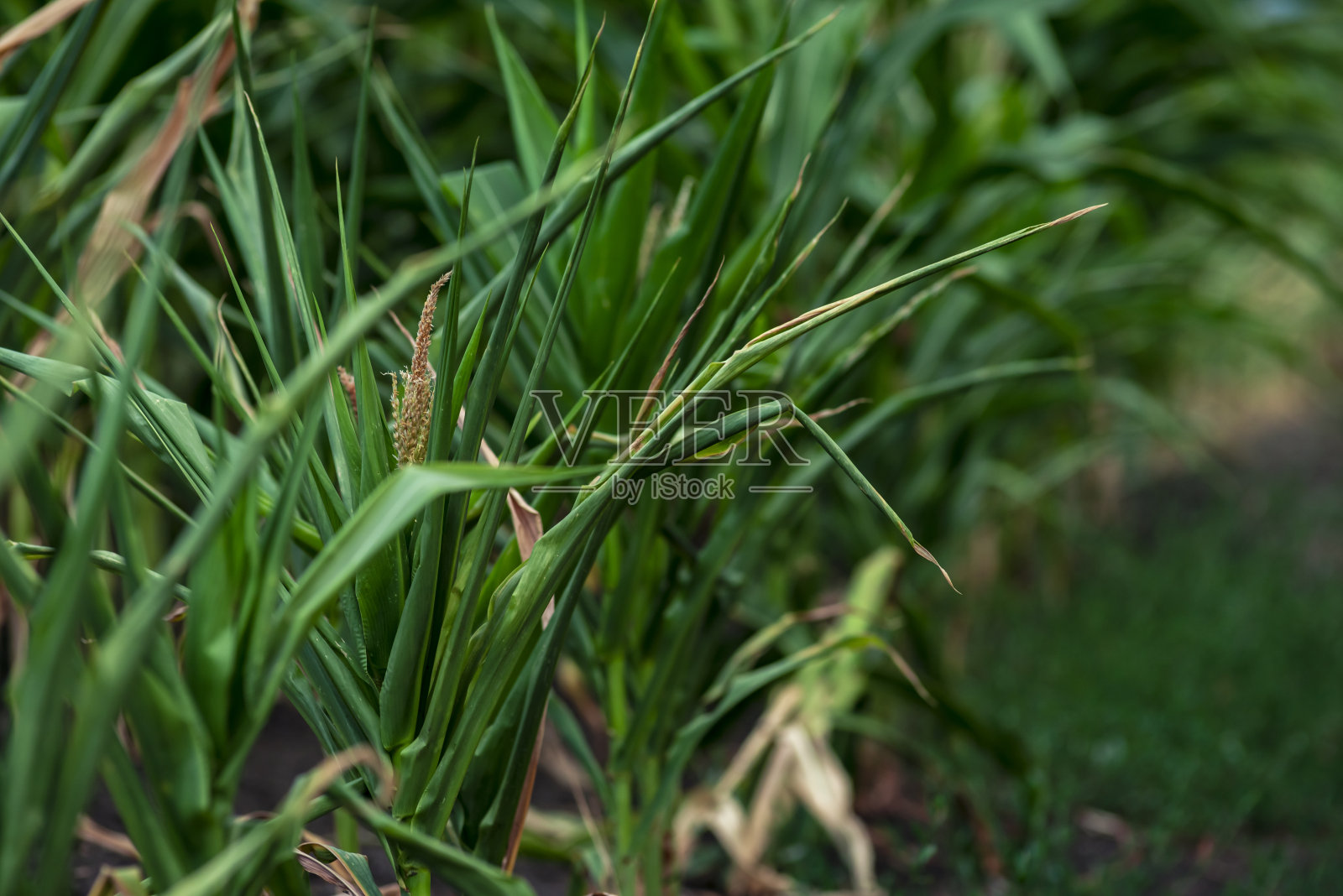 有机玉米田中玉米芯的选择性聚焦照片：等待丰收的玉米照片摄影图片