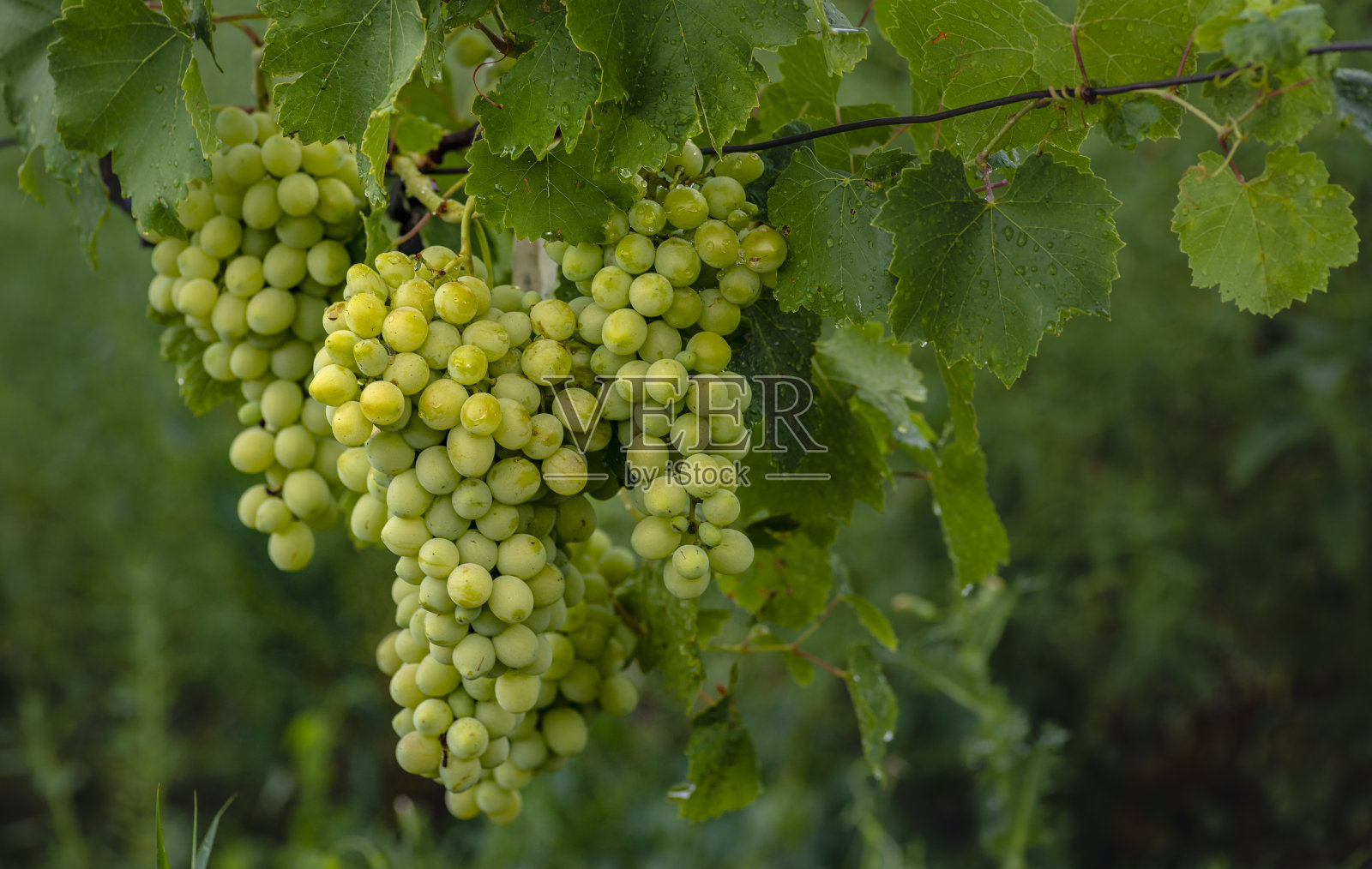 美丽的葡萄叶子在葡萄园，花园。白色背景,夏天。阳光明媚的一天。青葡萄不熟，金属，拷贝空间新鲜水果早午餐照片摄影图片