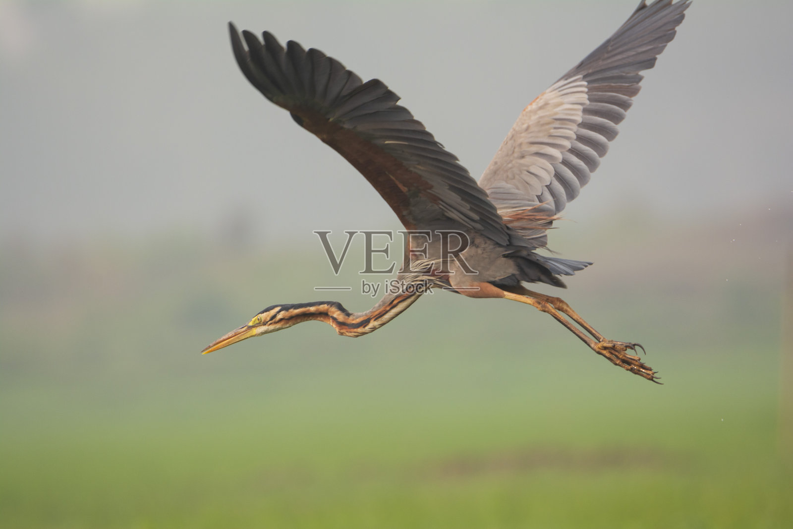 紫色苍鹭在绿色背景下飞翔。照片摄影图片