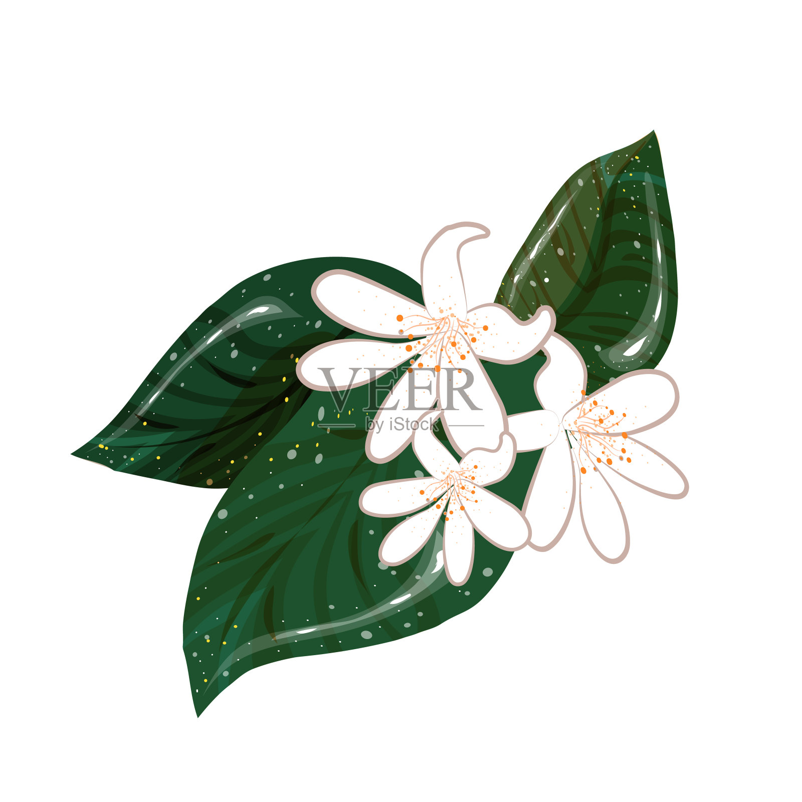 白底绿叶柠檬花。矢量插图。插画图片素材