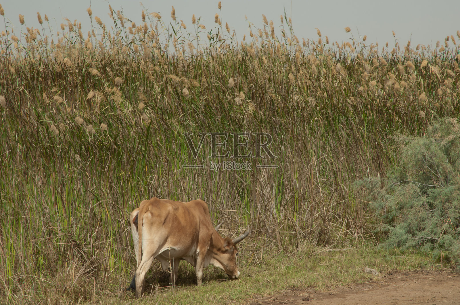 Zebu grazing。照片摄影图片