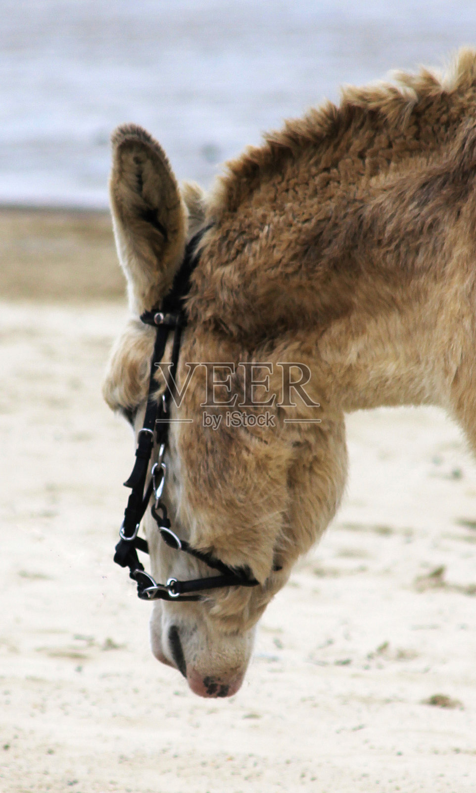 韦茅斯海滩上的驴子照片摄影图片