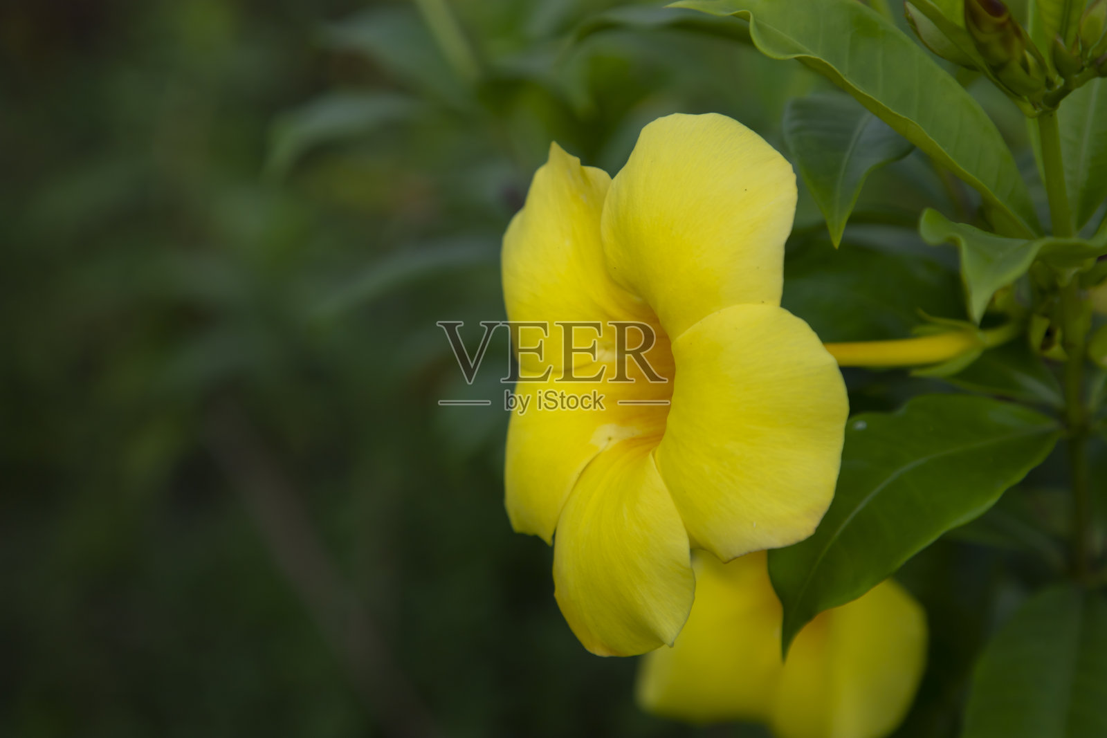 美丽的花朵黄色allamanda cathartica花在花园树照片摄影图片