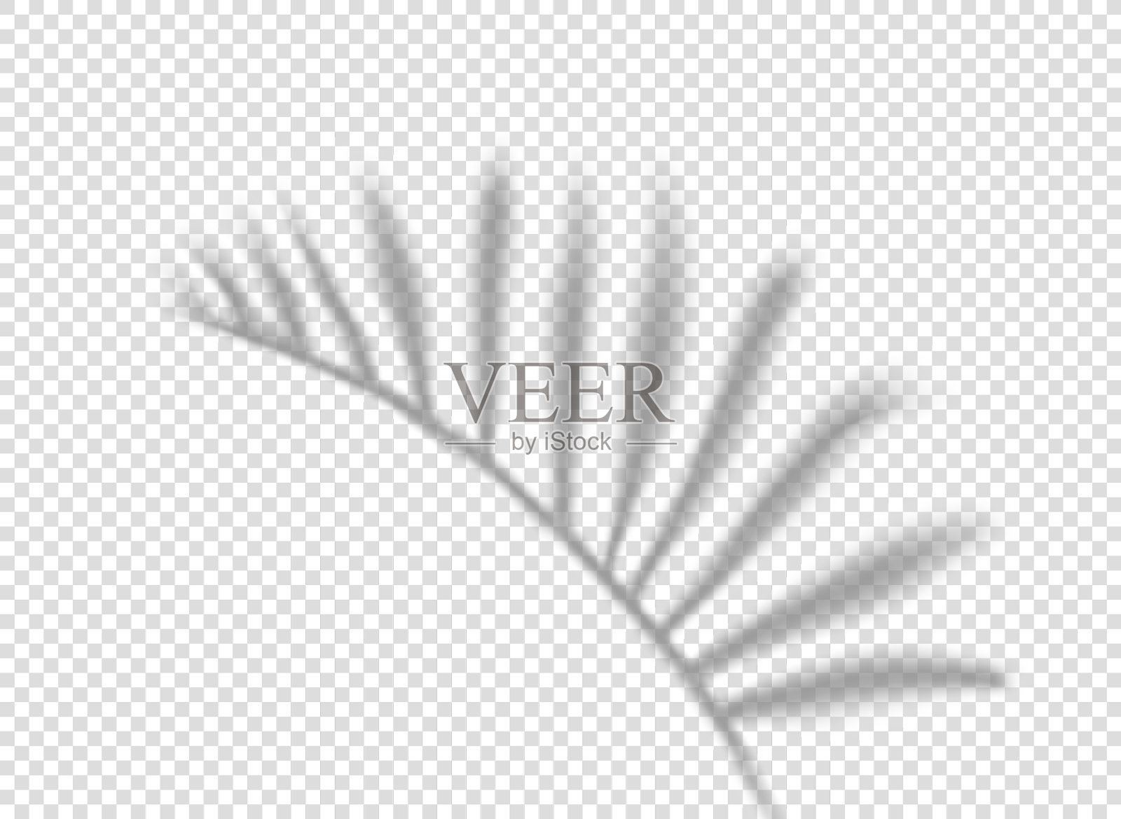 棕榈叶上孤立的阴影透明插画图片素材