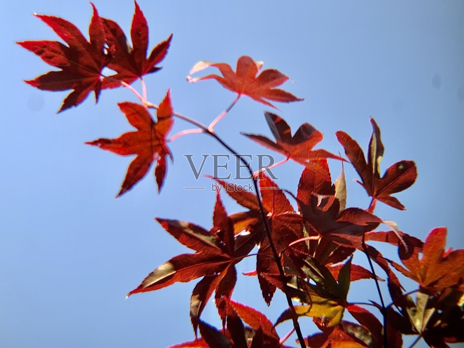 红色和金色的叶子悬挂在日本枫树的树枝上，映衬着蓝天照片摄影图片