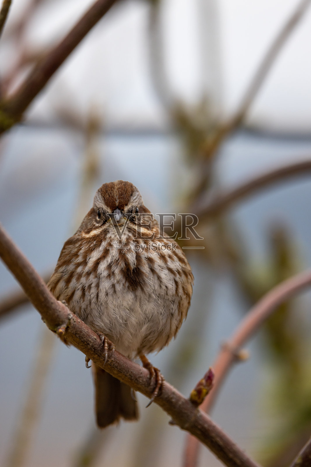 北美歌雀照片摄影图片