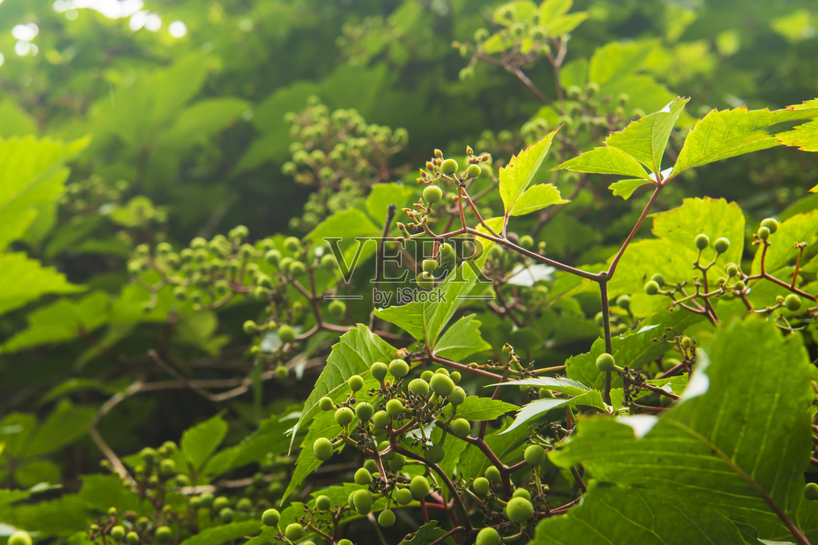 这种植物上的绿色浆果照片摄影图片