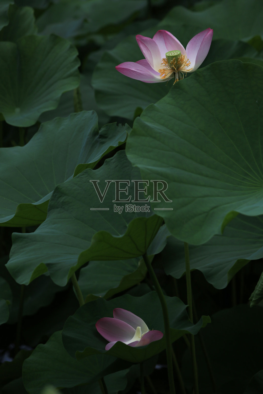 莲花照片摄影图片