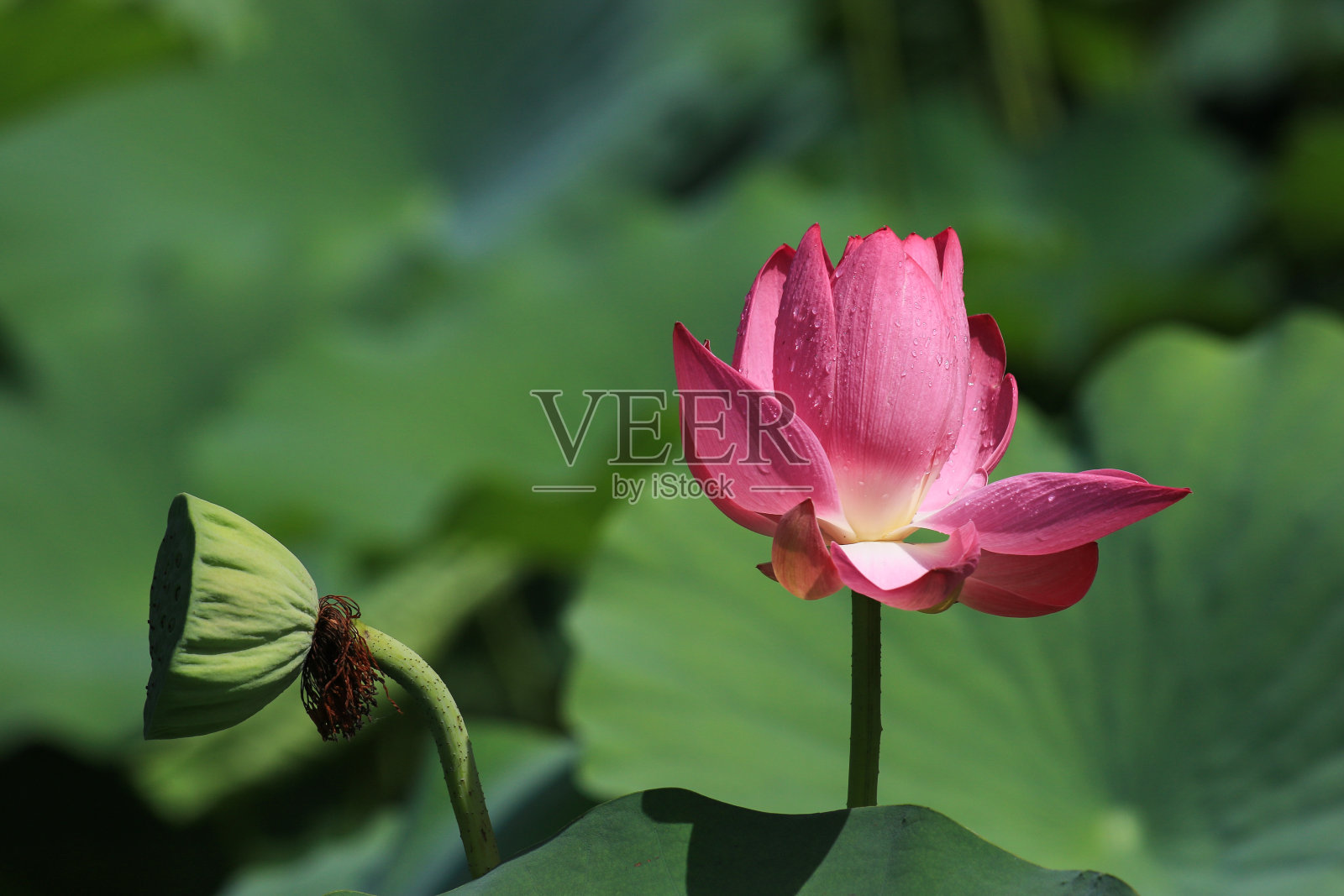 莲花照片摄影图片