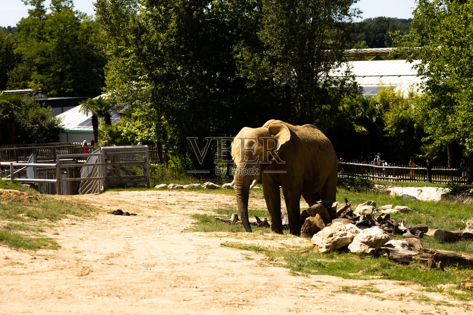 动物园里的大象照片摄影图片