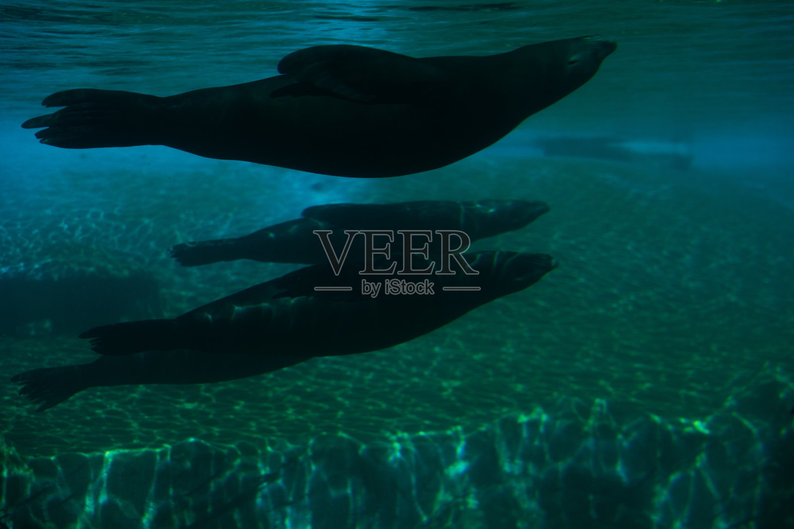 海狮潜泳照片摄影图片