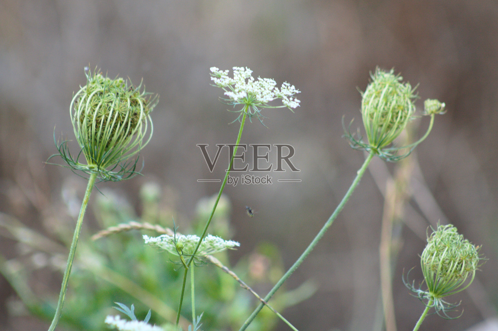 特写野生胡萝卜芽和花模糊的背景照片摄影图片