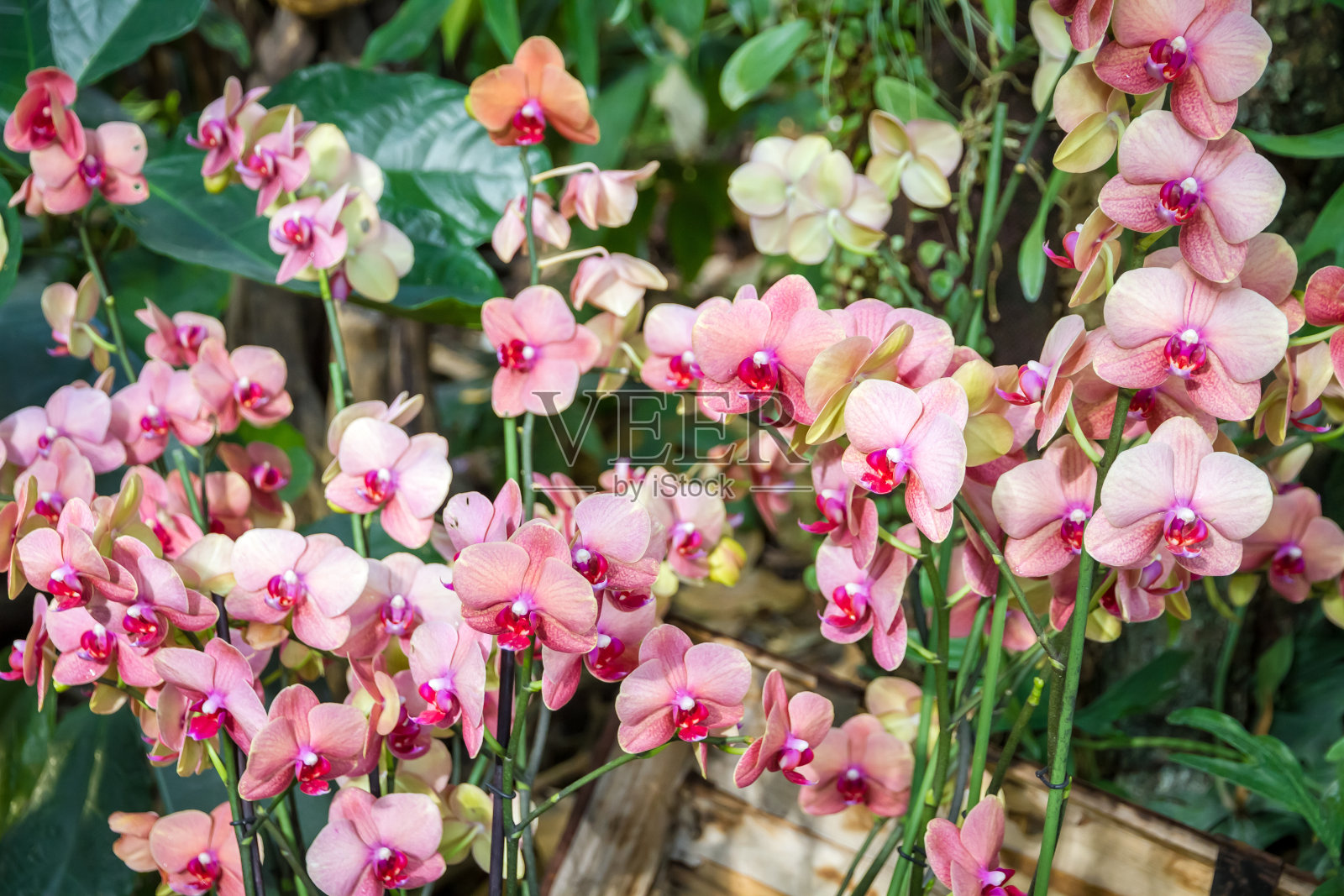 兰花花朵,蝴蝶兰属照片摄影图片