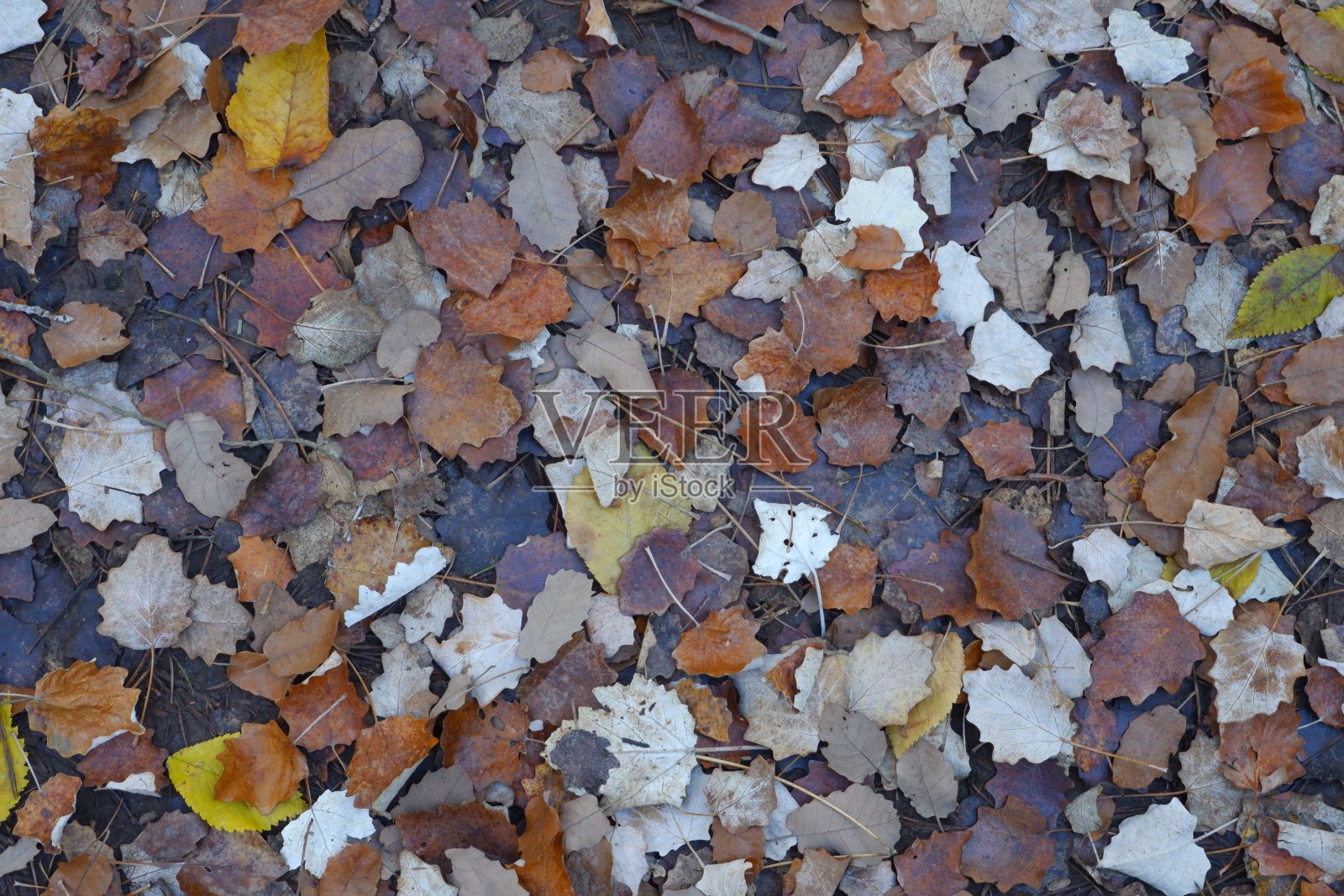 树叶在地板上有不同的形状和颜色照片摄影图片