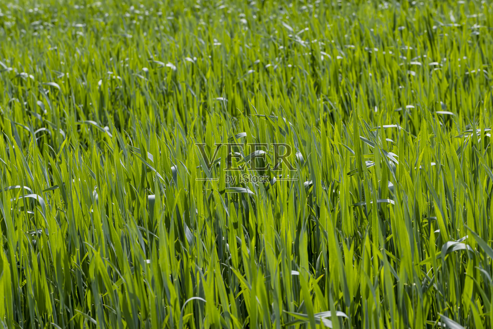 种植绿色谷物的农田照片摄影图片
