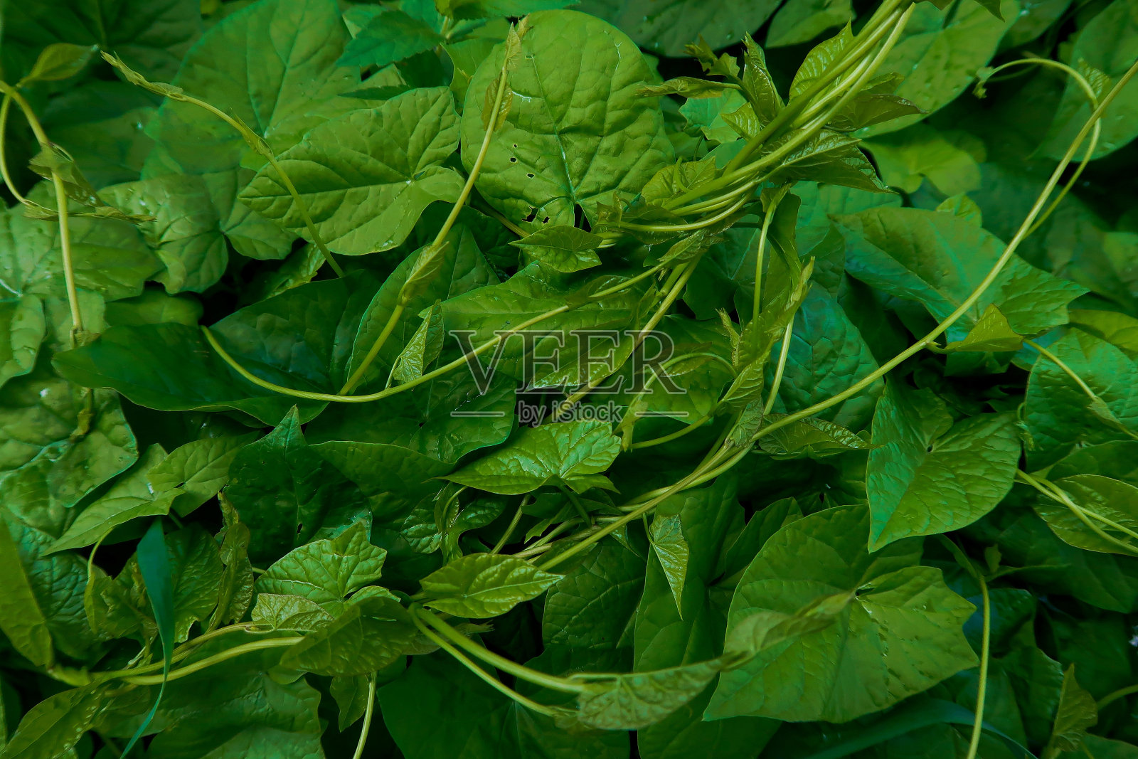 植物照片摄影图片