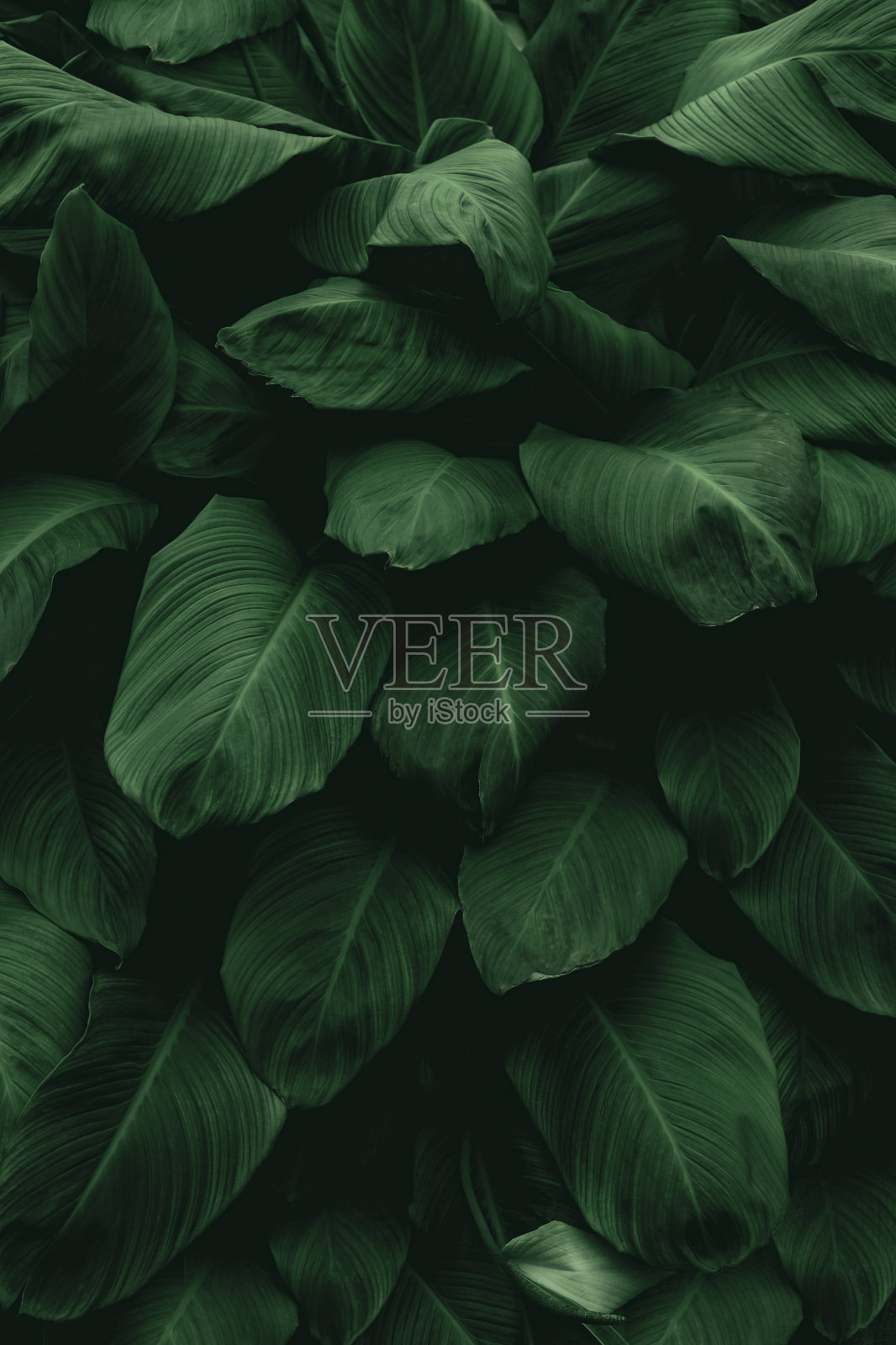 深绿色热带叶群背景全景背景自然概念照片摄影图片