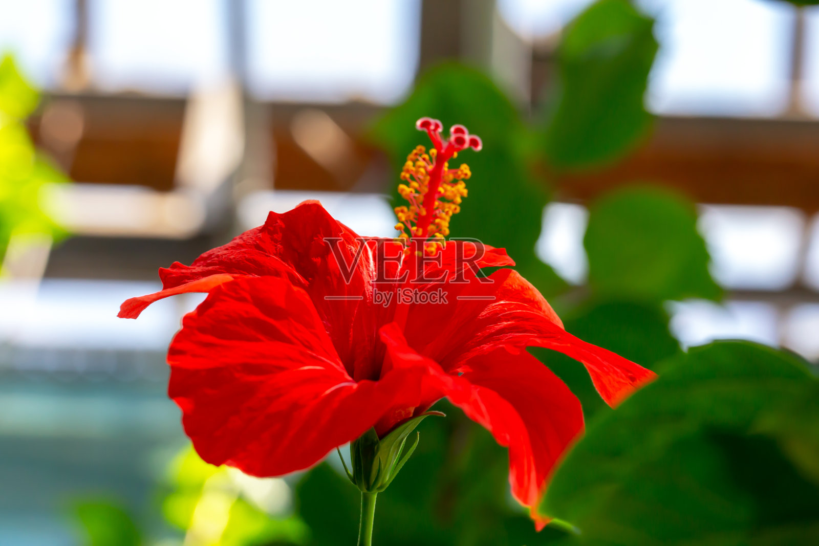 新鲜的红色芙蓉-中国玫瑰特写照片摄影图片