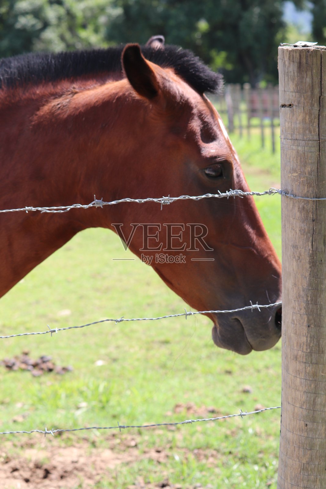 农场里的马照片摄影图片