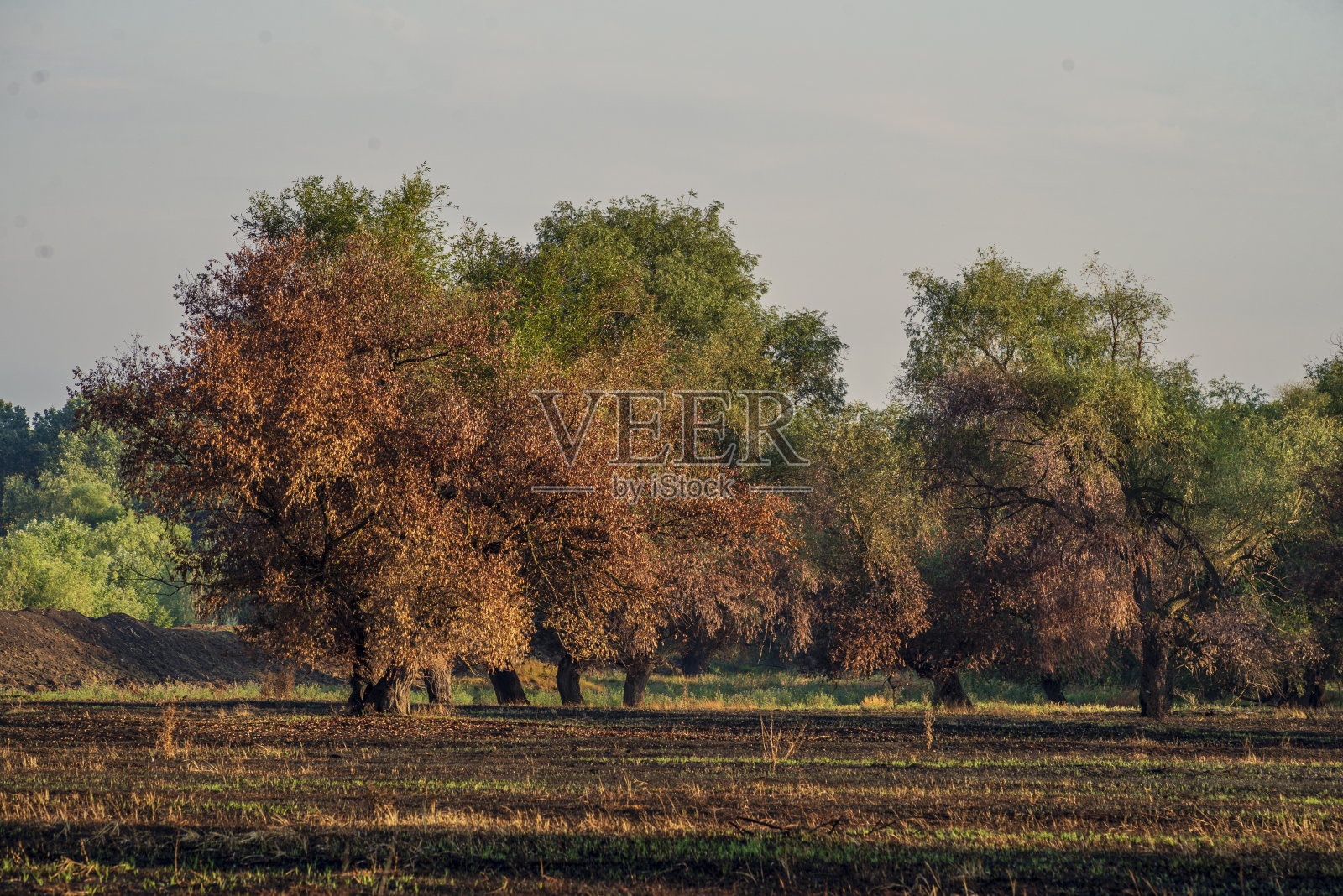 草甸被烧焦森林大火仍然是自然灾害摩尔多瓦照片摄影图片
