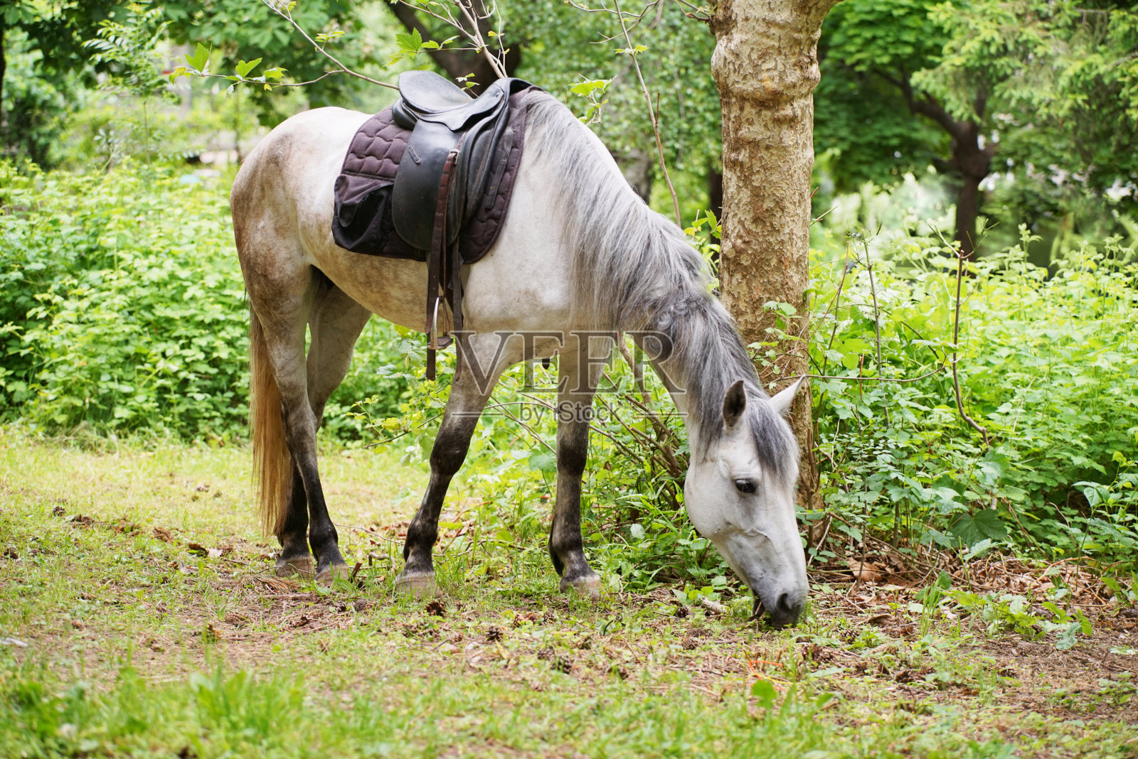 白马照片摄影图片