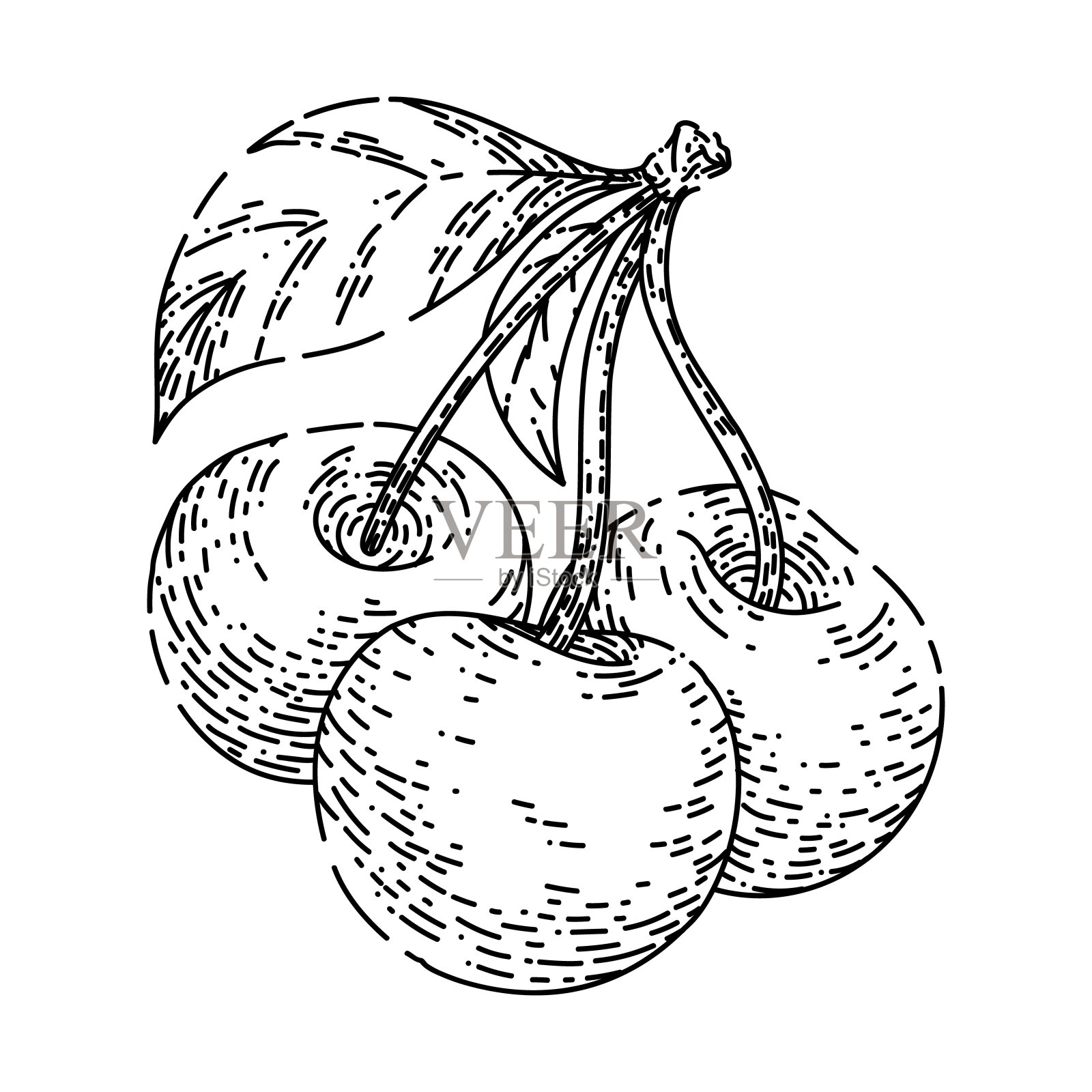 樱桃枝草图手绘矢量插画图片素材