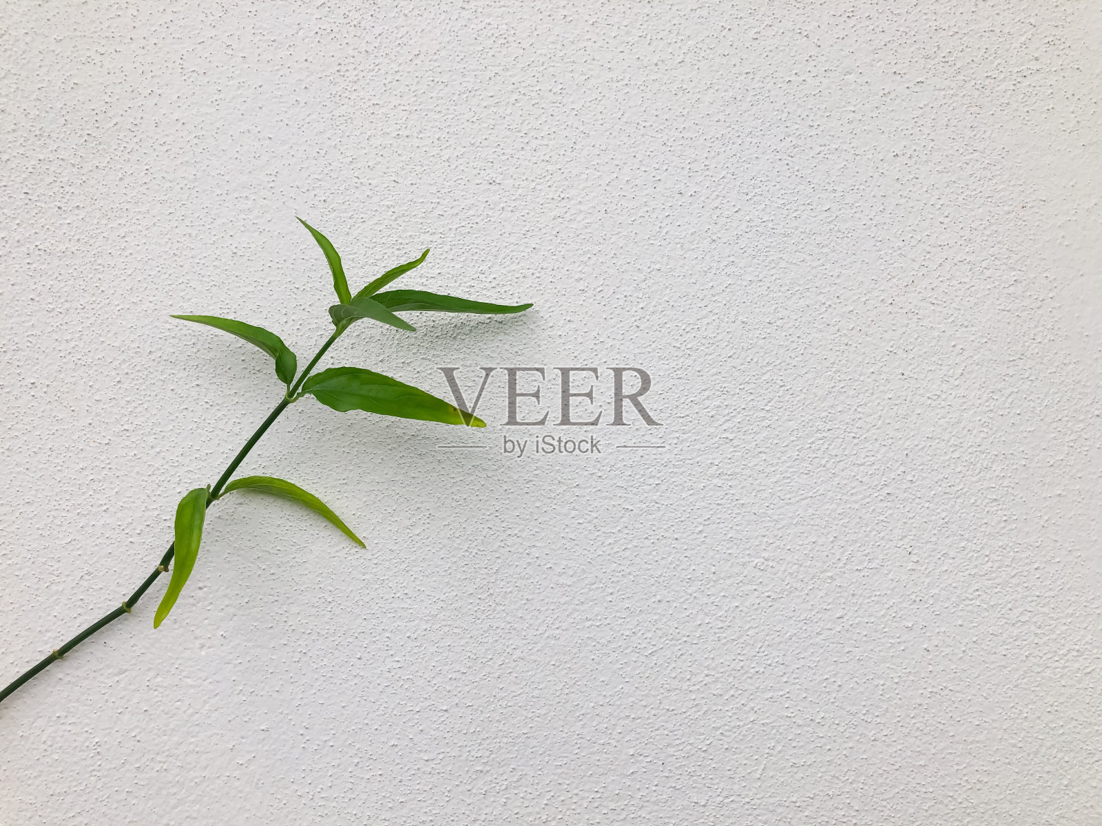 绿叶孤立在带有复制空间的白色背景上。照片摄影图片