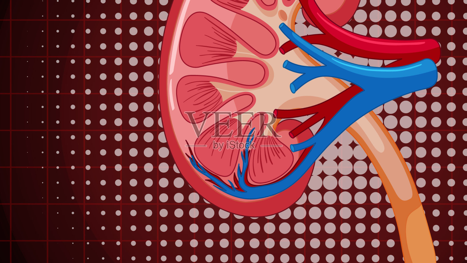 有肾的人体内部器官插画图片素材
