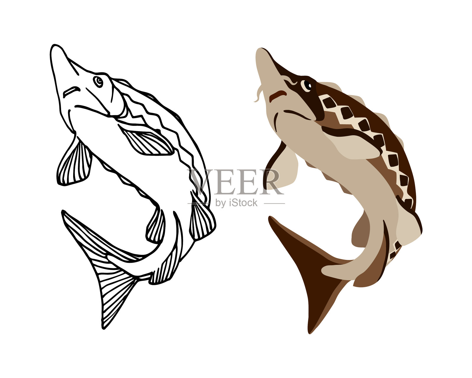 鲟鱼美味的商品鱼插画图片素材