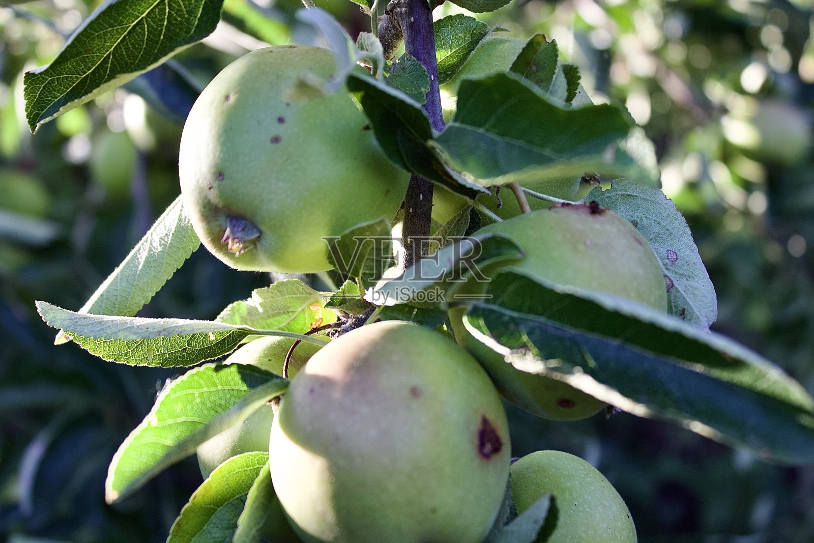 准备采摘的苹果照片摄影图片