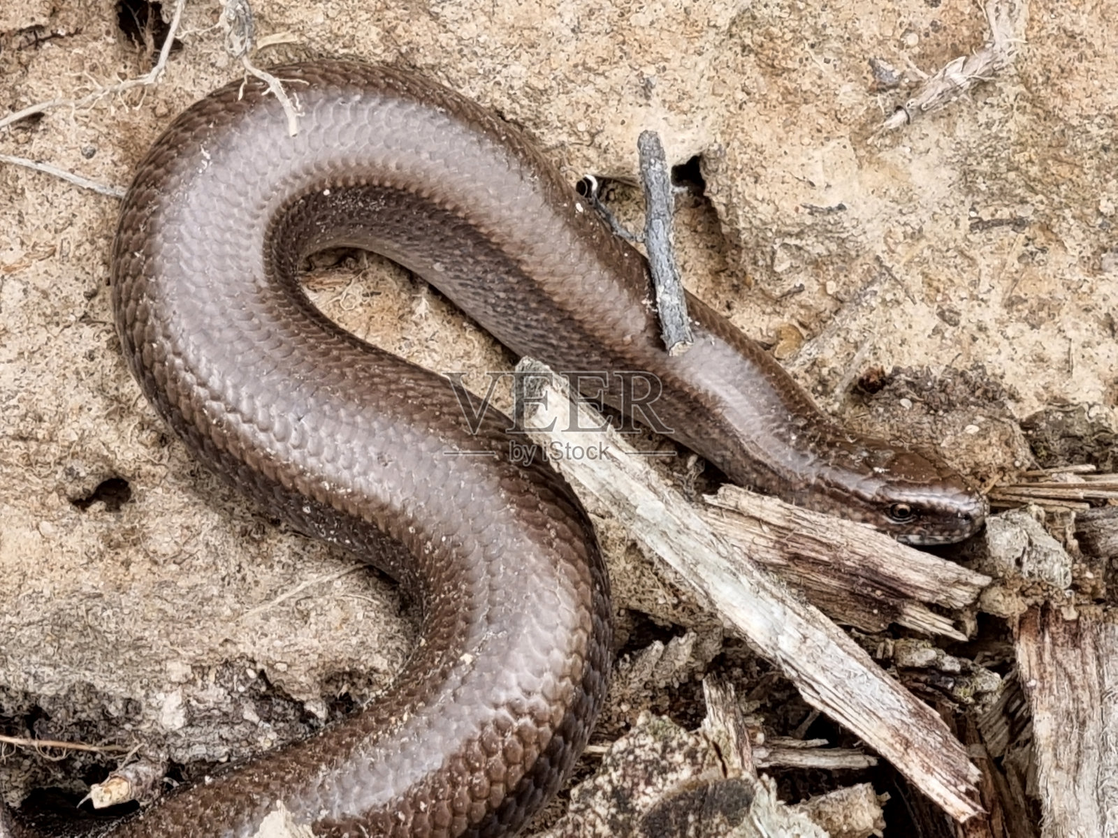 铜头蛇在卫生采伐树木的沙地上晒太阳。欧洲蛇科无毒蛇。照片摄影图片