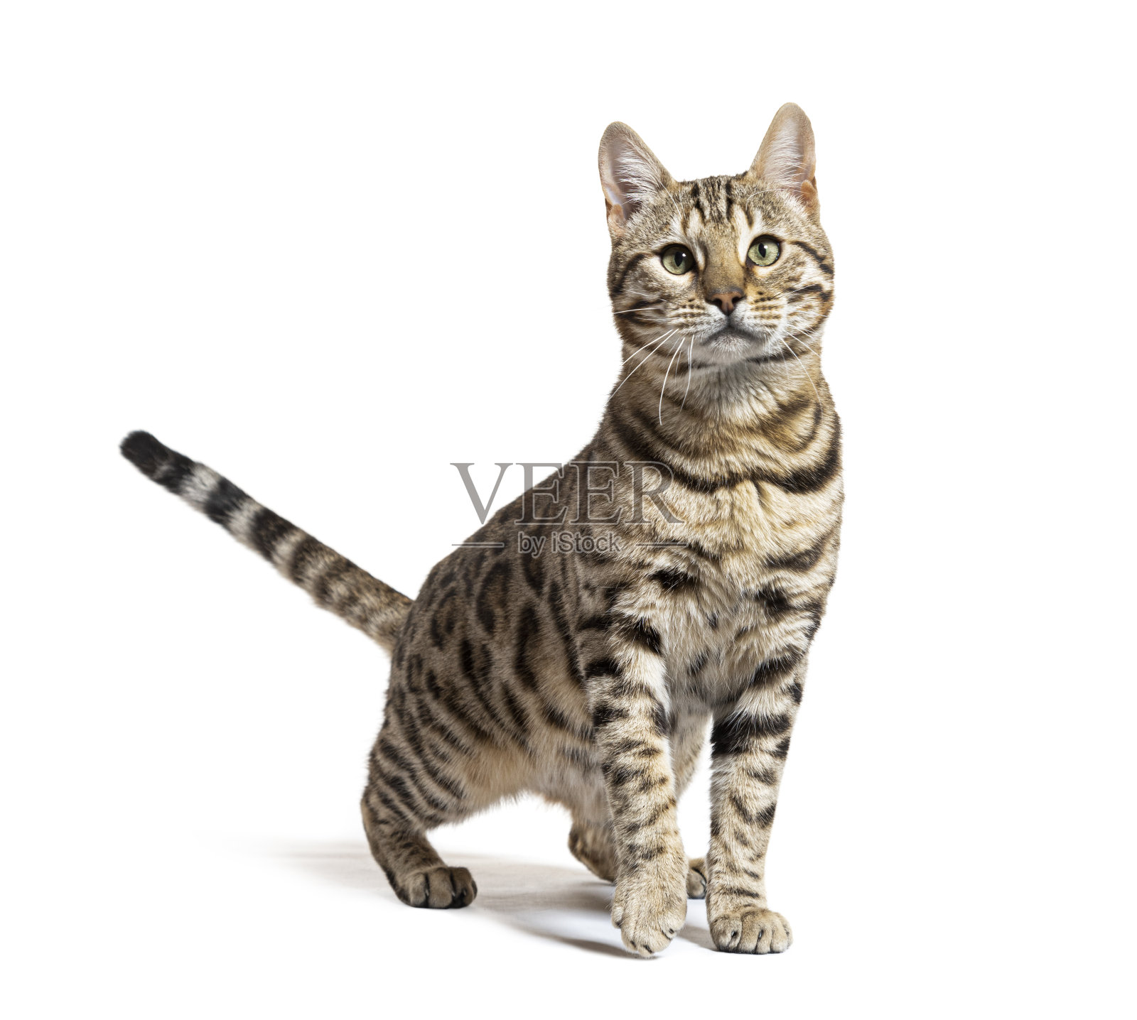 孟加拉猫面对镜头，孤立的白色照片摄影图片