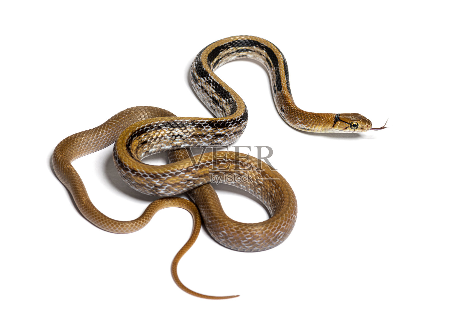 铜头鼠蛇舌伸出，放射状腔骨，孤立于白色上照片摄影图片