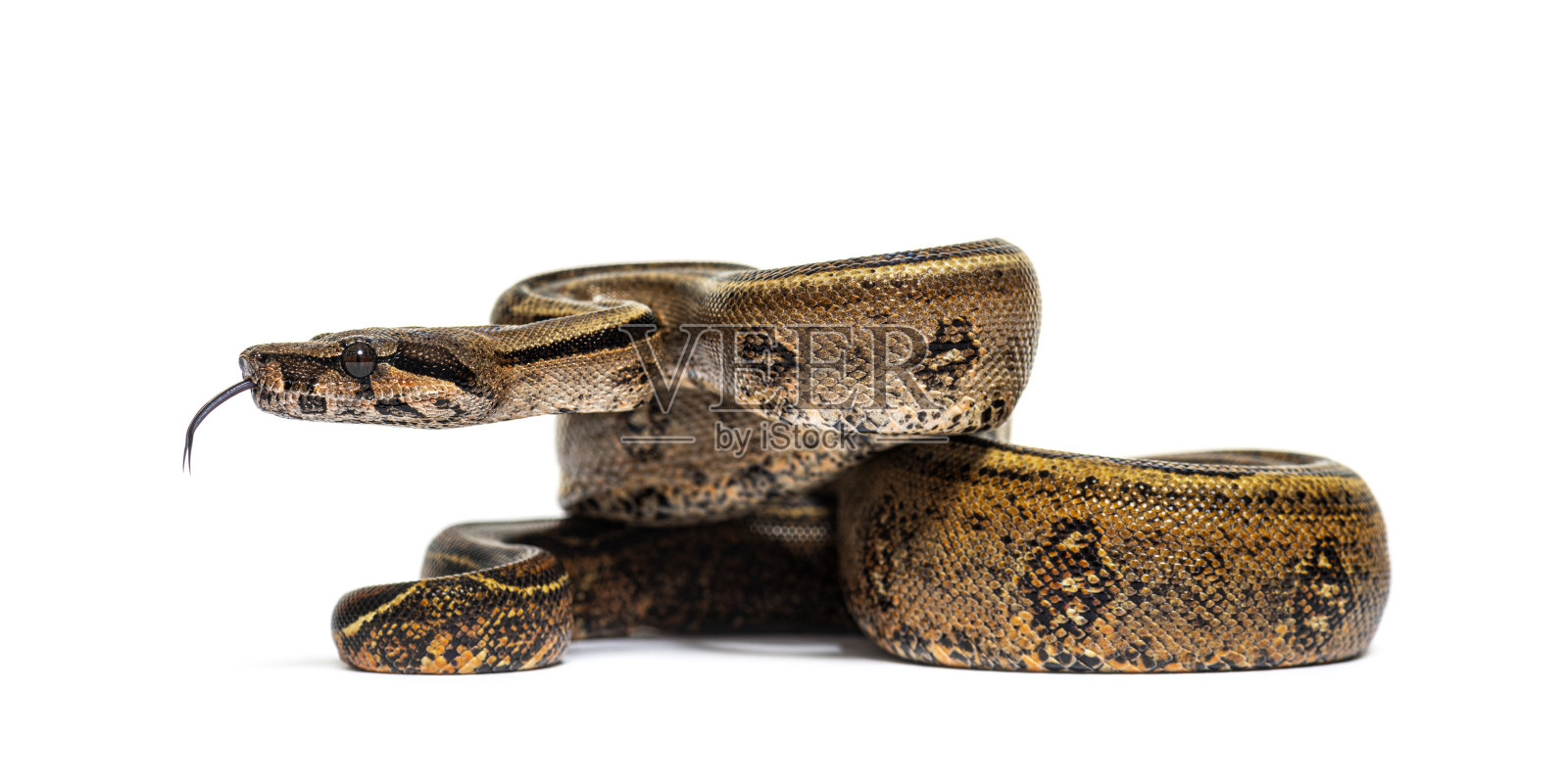 黑色条纹蟒蛇的舌头伸出来，孤立在白色照片摄影图片