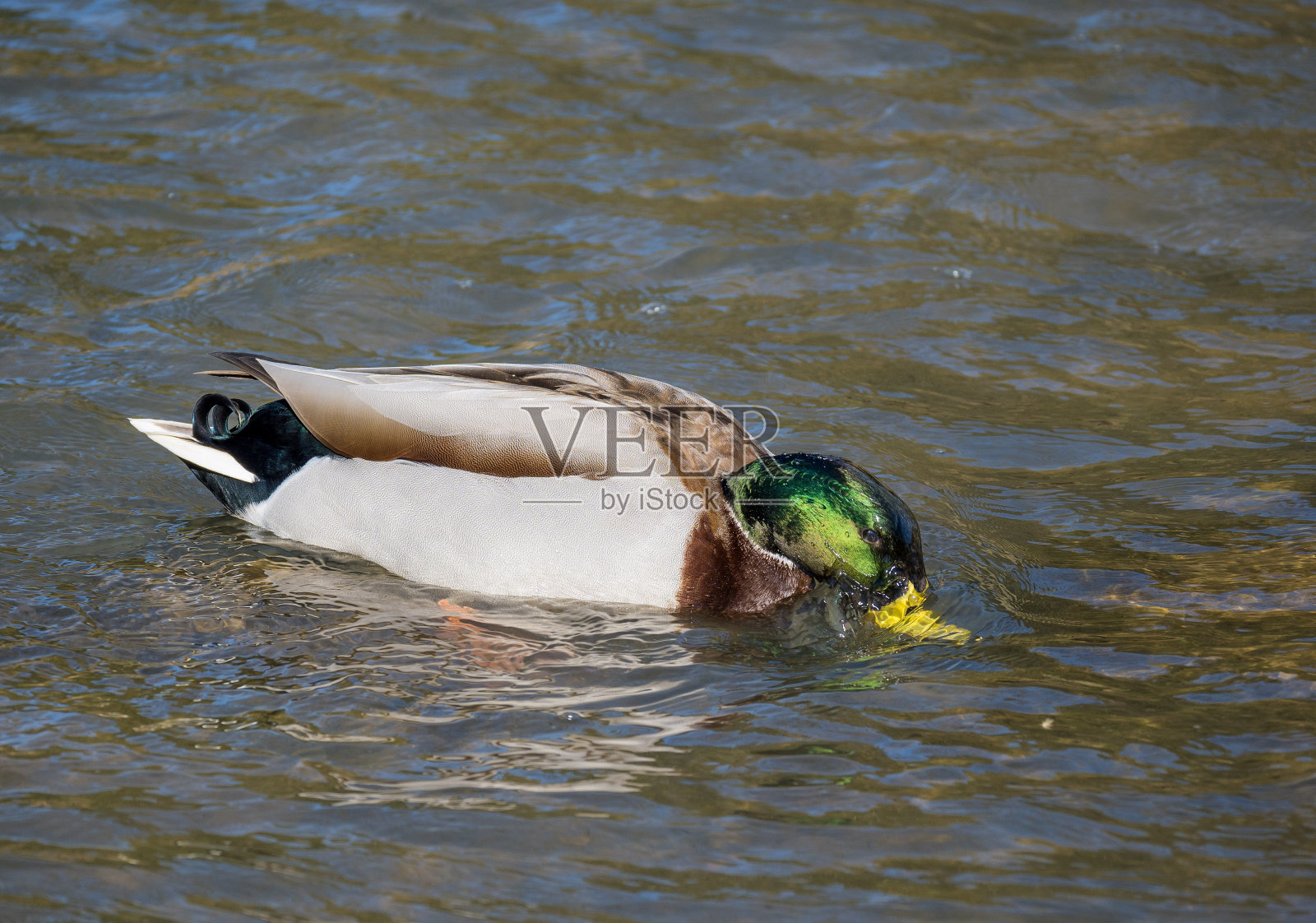 水里的野鸭。照片摄影图片