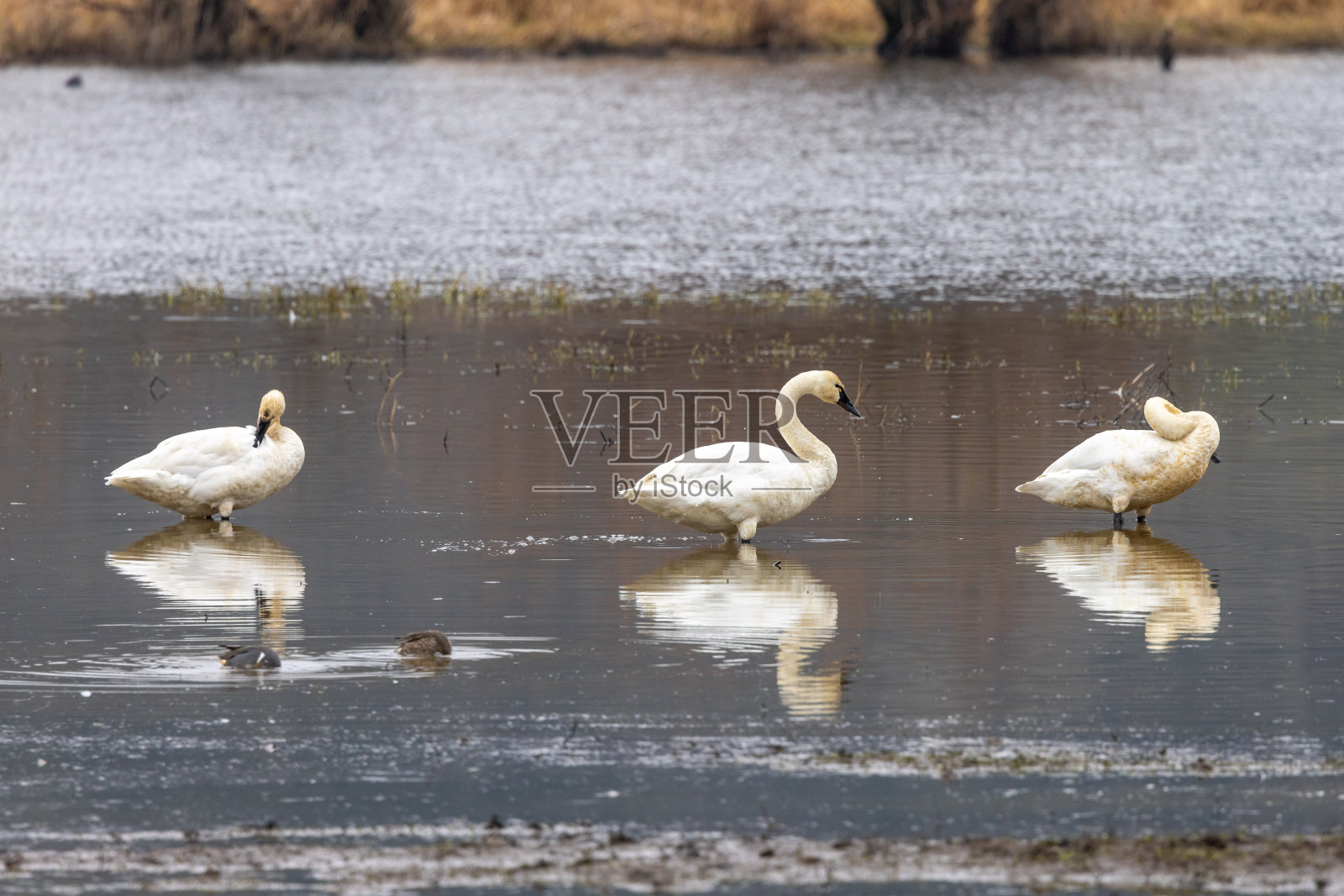 喇叭天鹅照片摄影图片