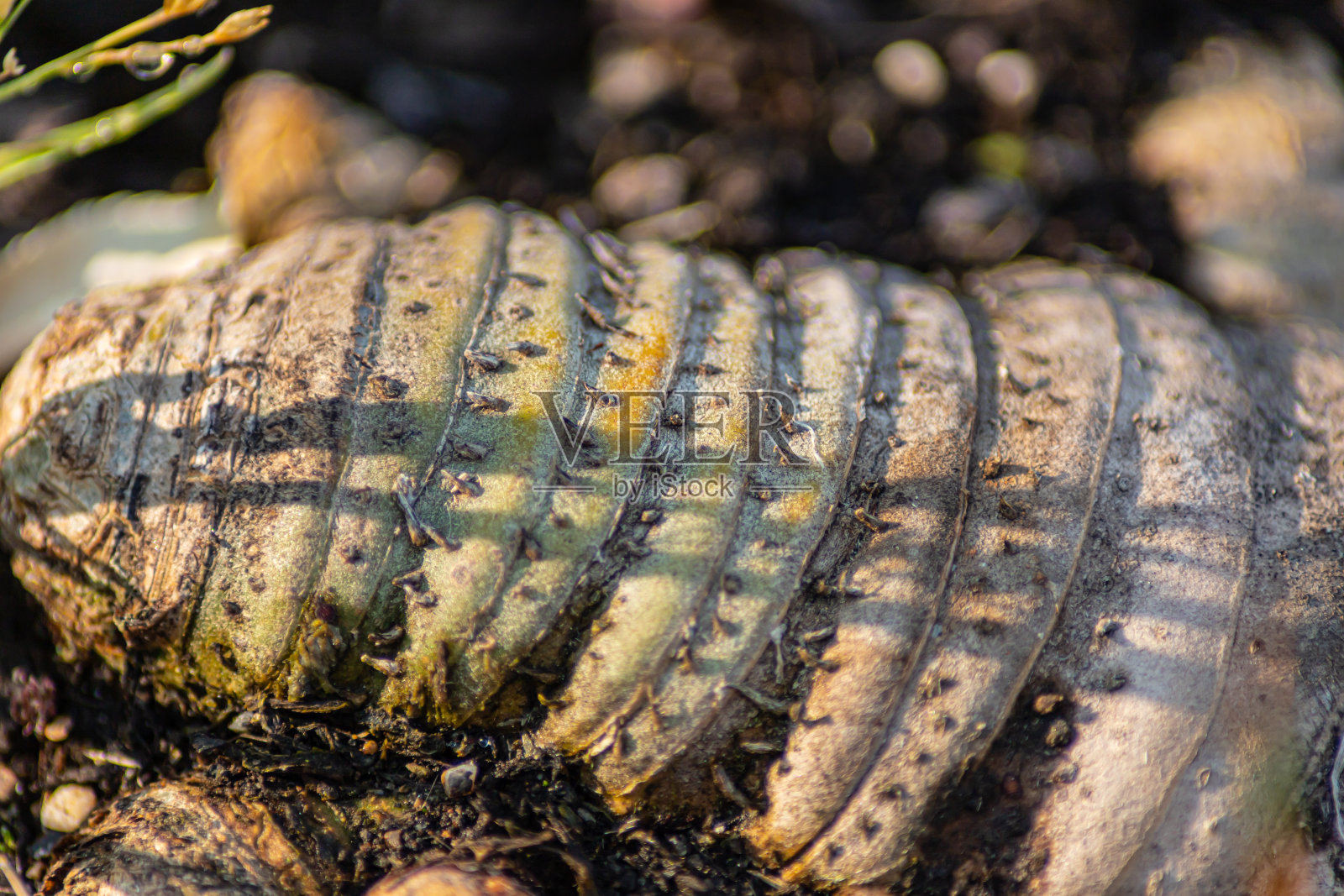 虹膜灯泡照片摄影图片
