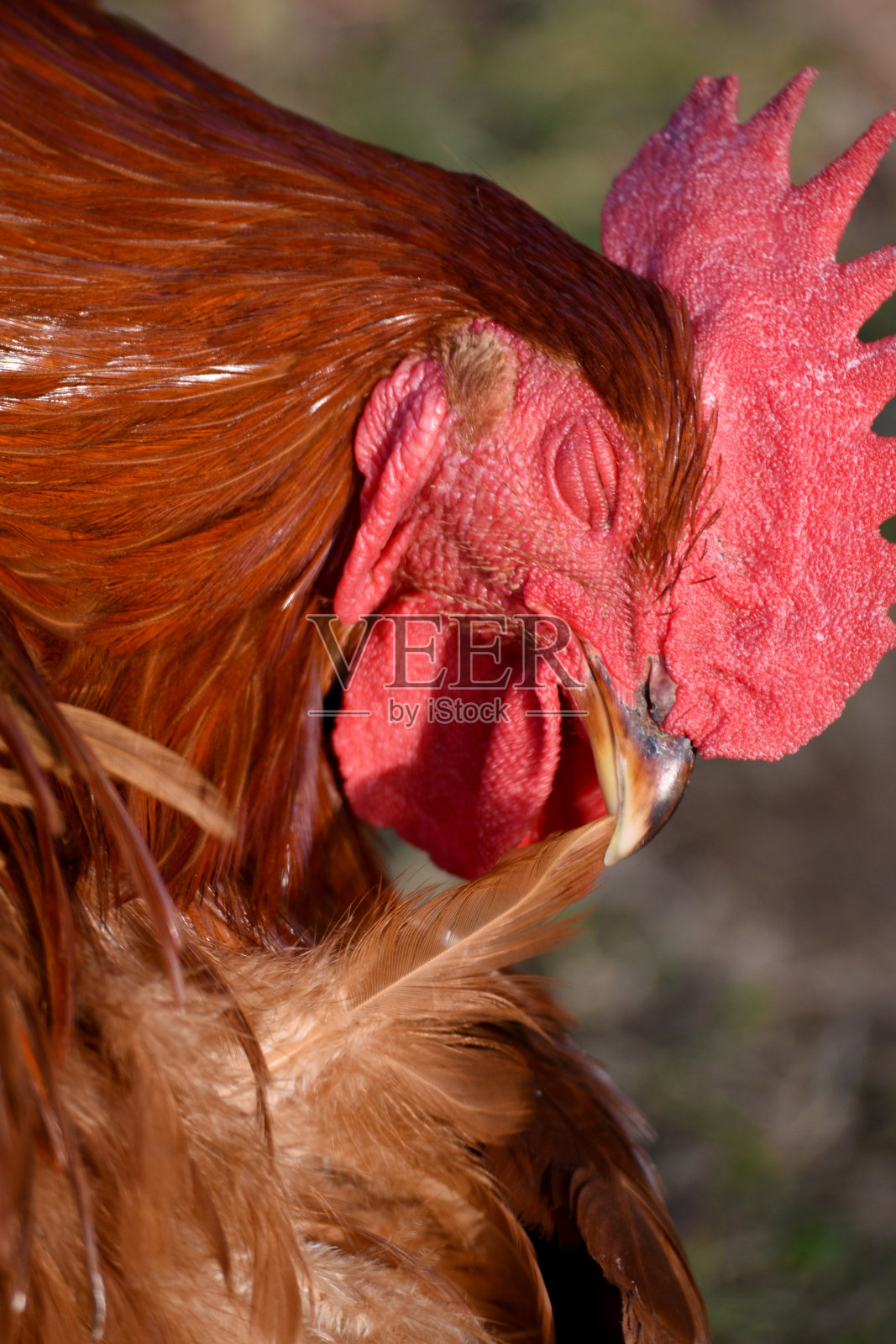 公鸡照片摄影图片