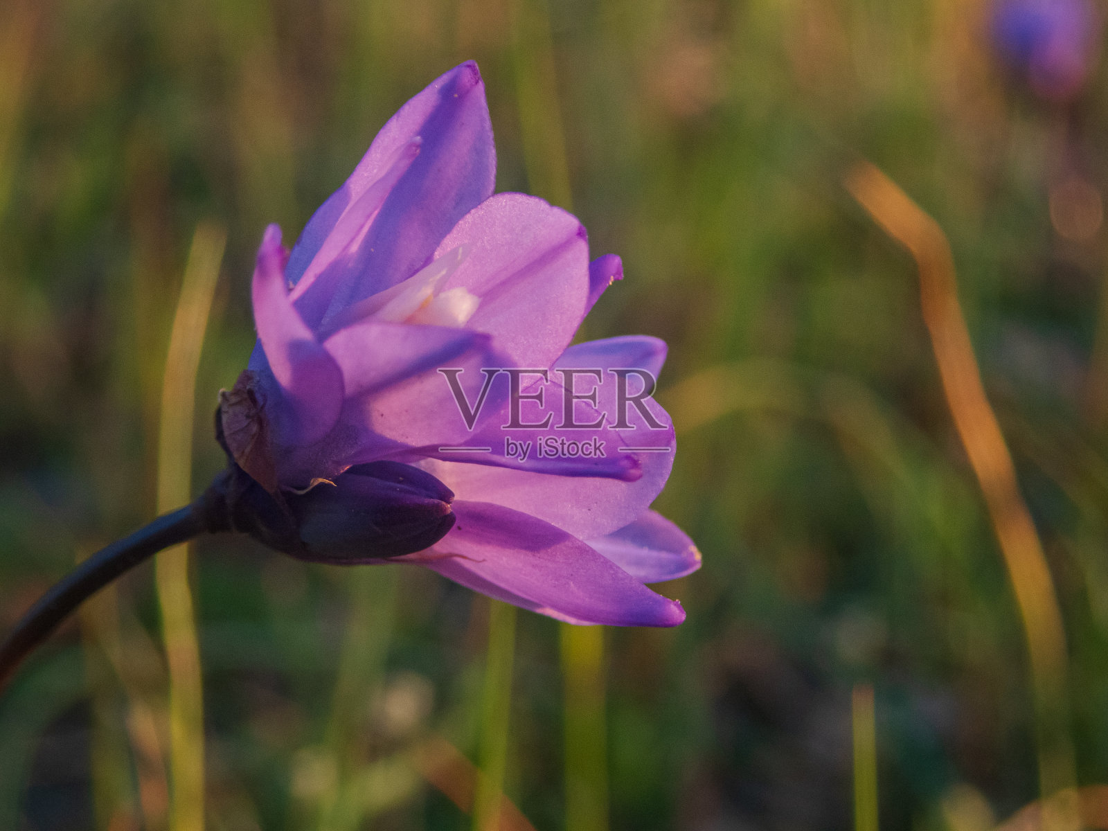 蓝色迪克(Dipterostemon capitatus)花的近距离背光照片摄影图片