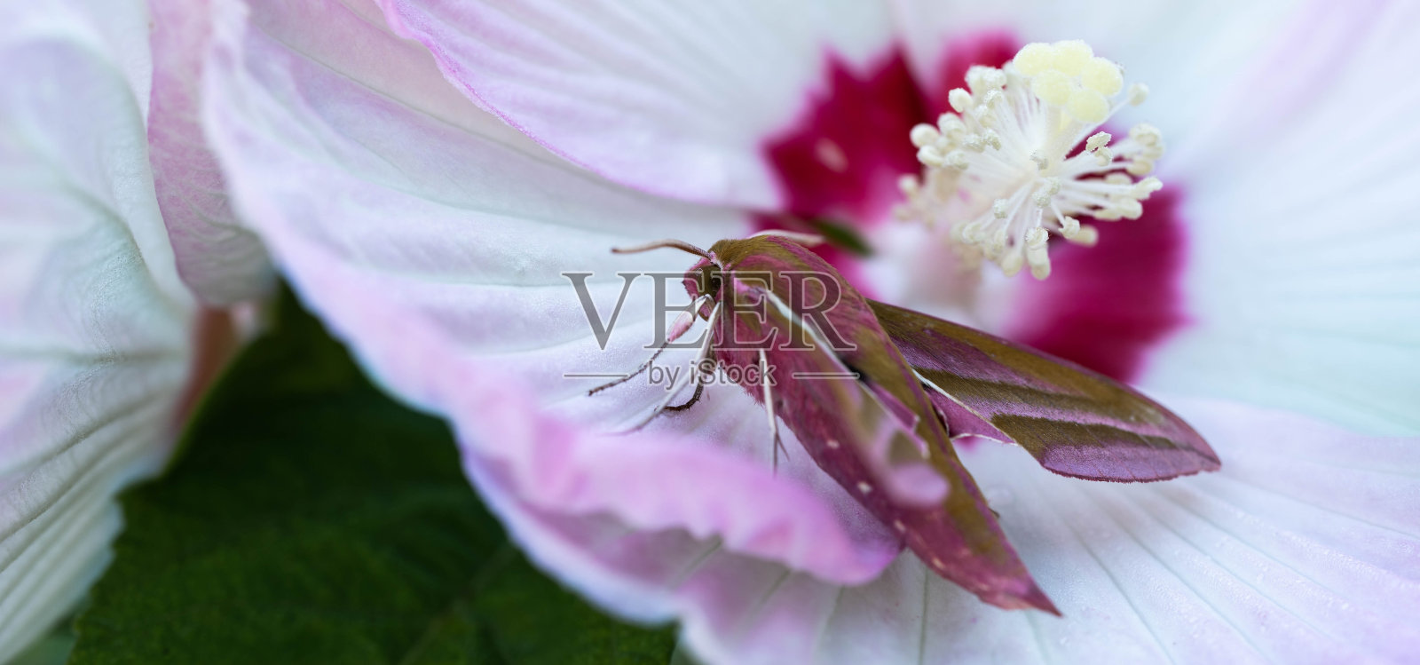 蝴蝶、鹰蛾在淡粉色的花上照片摄影图片