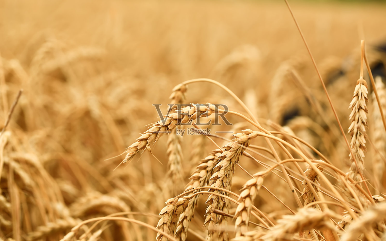 麦田。全球粮食危机的概念。照片摄影图片