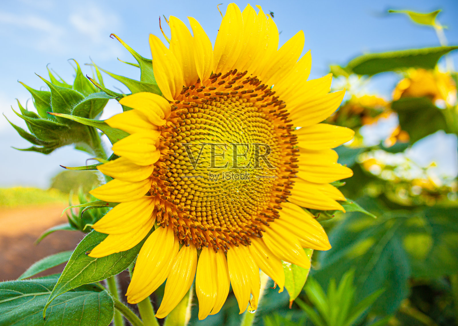 田野里的向日葵照片摄影图片