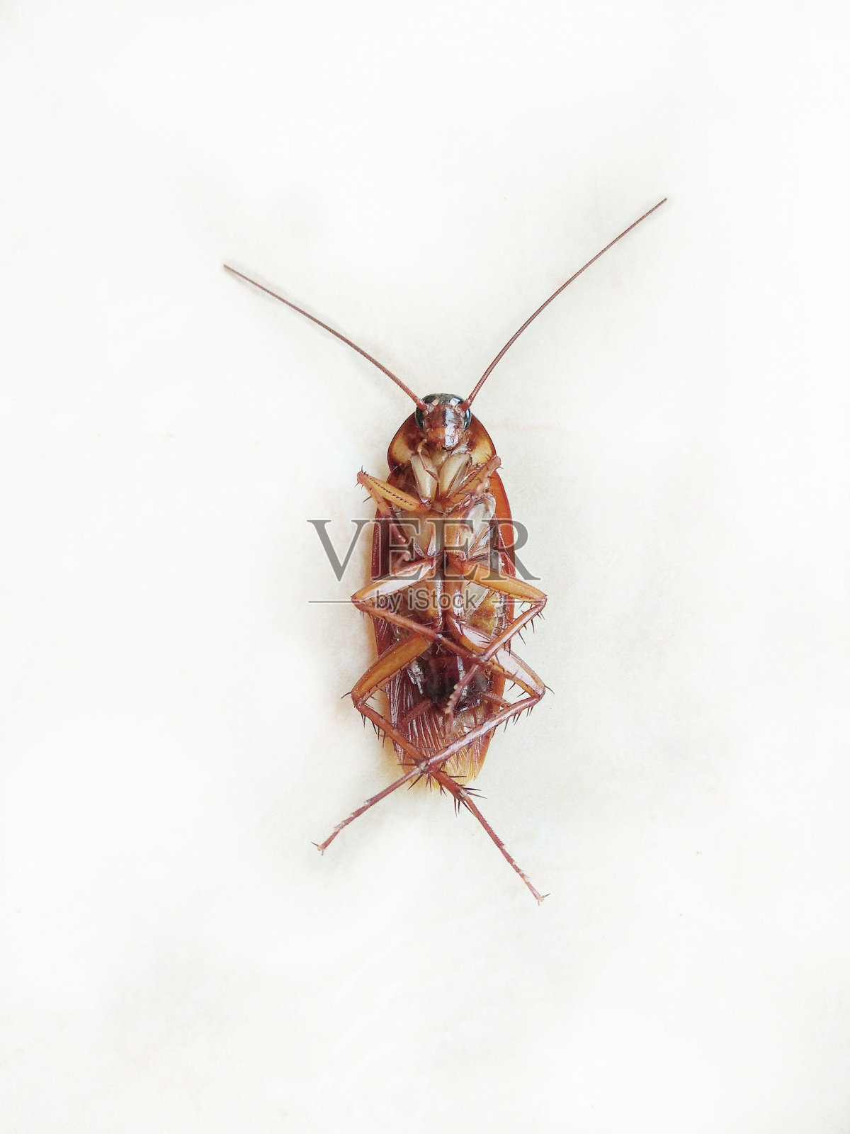 白色背景下的蟑螂照片摄影图片