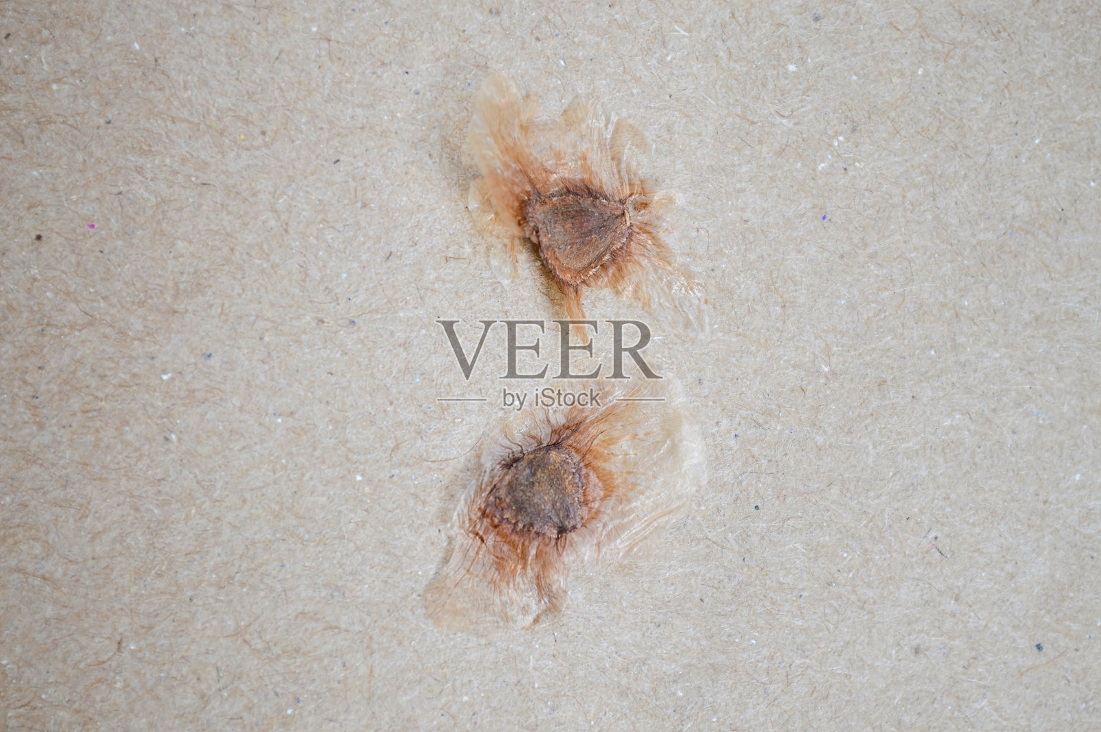 两颗种子放在硬纸板或灰色的纸上照片摄影图片