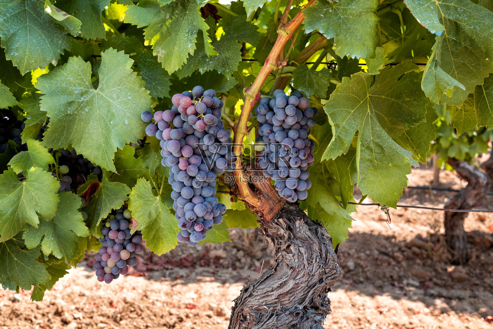 在改版阶段，植株上有一串串的葡萄。农业。照片摄影图片