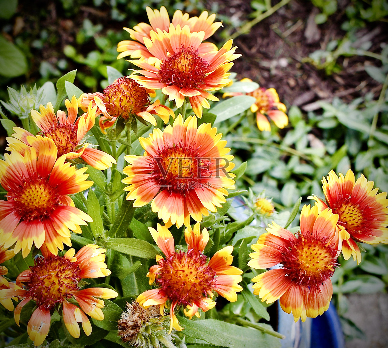 美丽的野花照片摄影图片