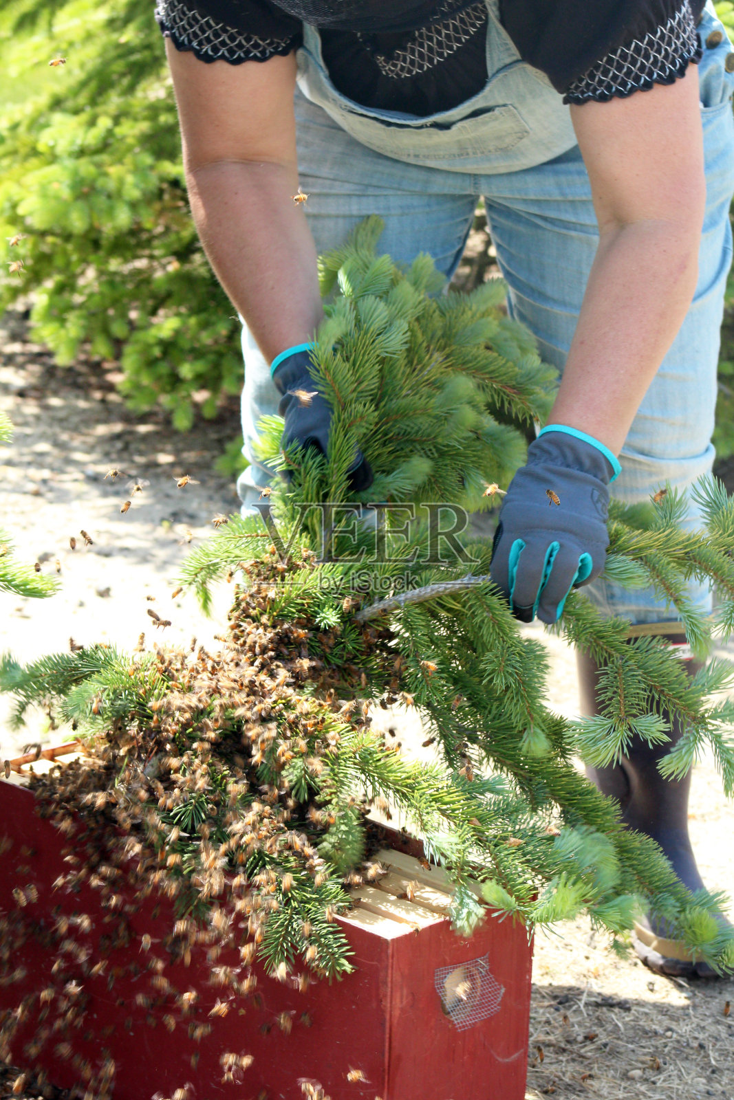在蜂群进入附近的一棵树后，养蜂人把蜂王放进一个新的蜂箱的特写照片摄影图片