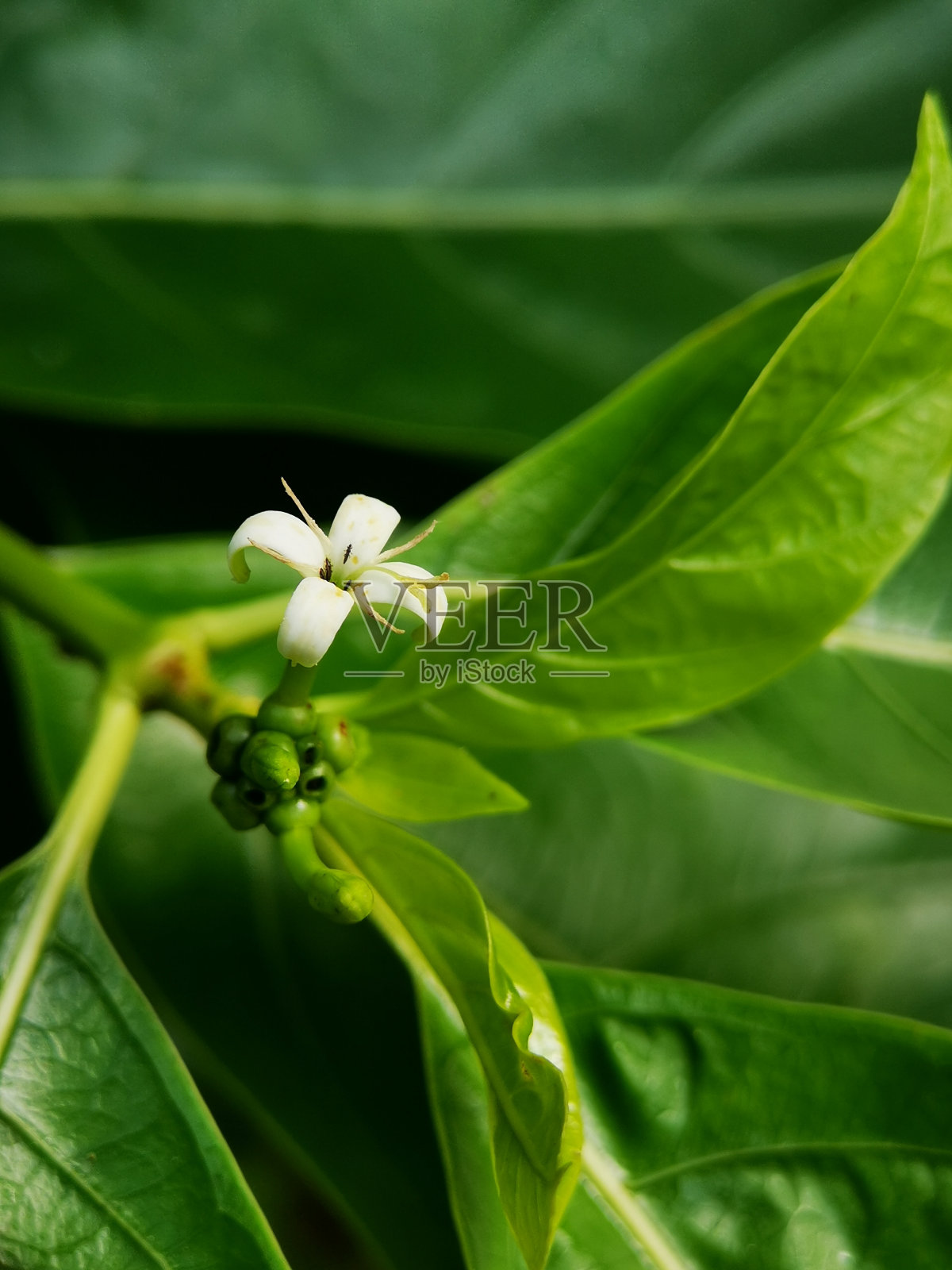 一朵白色的诺丽花在花园里盛开照片摄影图片