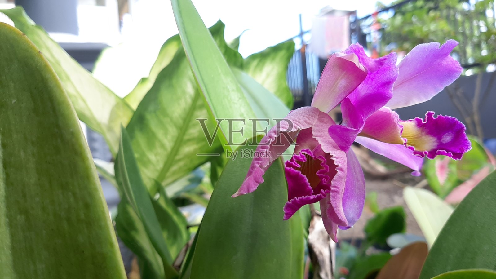 洋兰兰花的花照片摄影图片