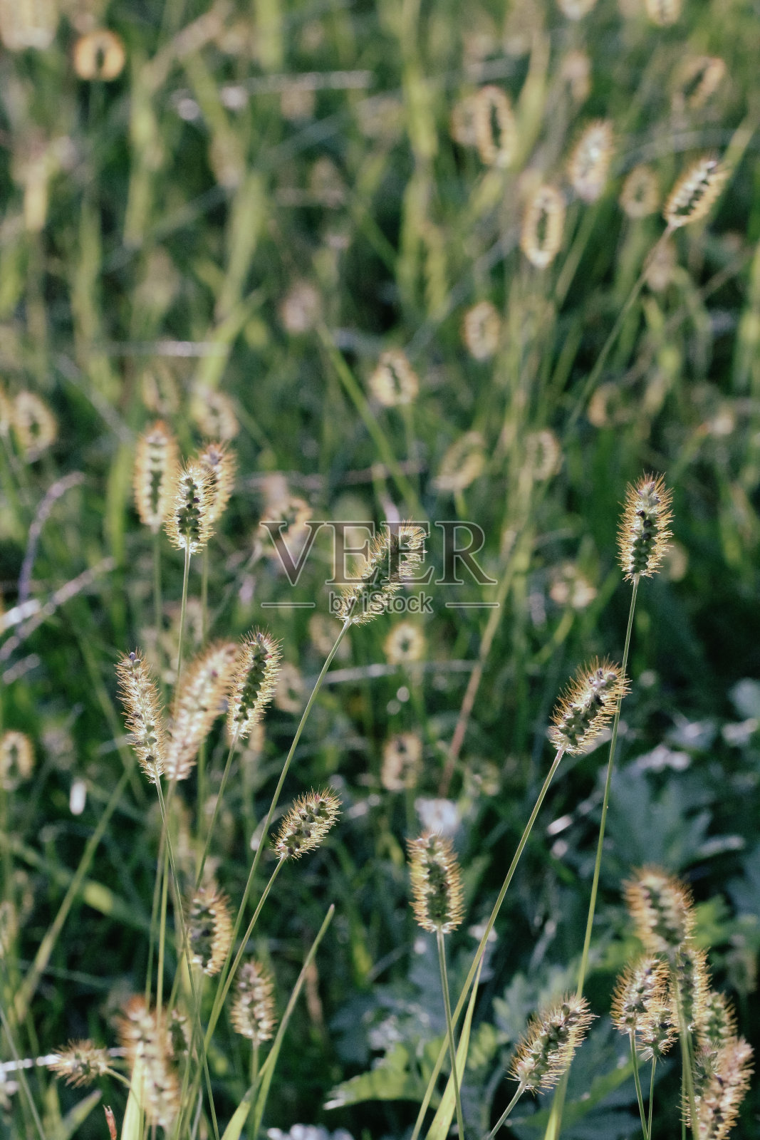 阳光下的草照片摄影图片